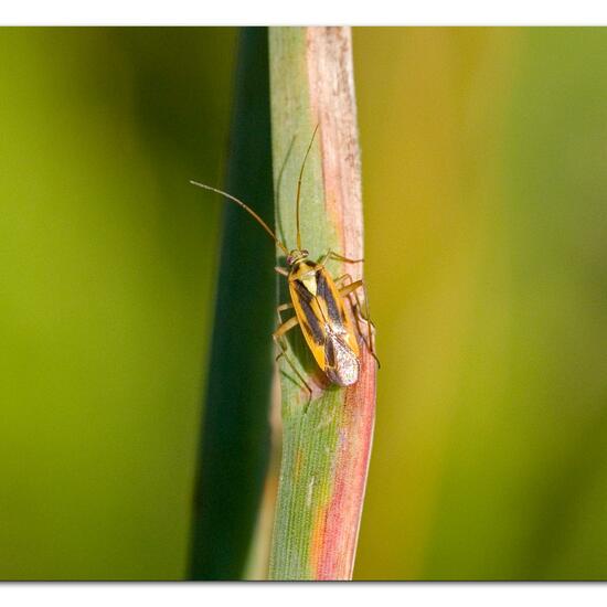 Stenotus binotatus: Tier im Habitat Naturnahe Wiese in der NatureSpots App