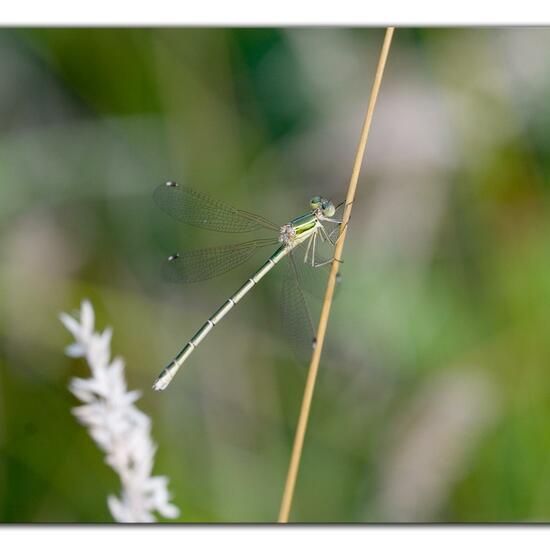 Lestes barbarus: Animal in habitat Pond in the NatureSpots App