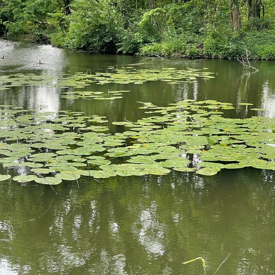 Landscape: Freshwater in habitat Artificial freshwater in the NatureSpots App