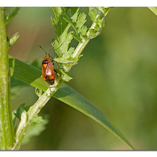 Deraeocoris ruber: Animal in habitat Natural Meadow in the NatureSpots App