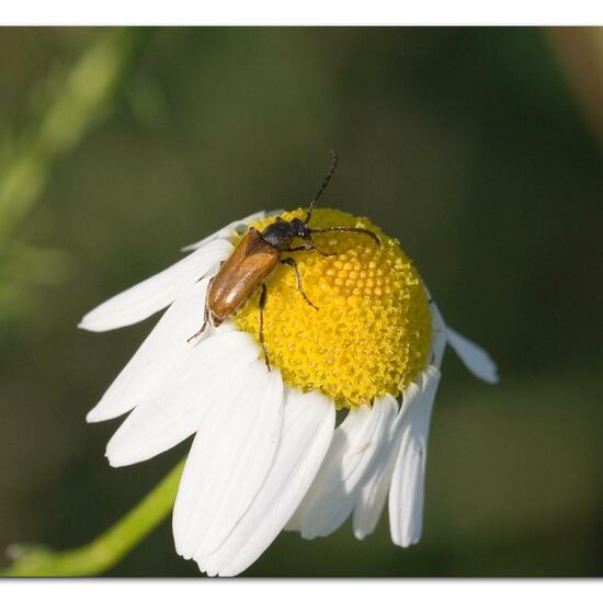 Kleiner Halsbock: Tier im Habitat Naturnahe Wiese in der NatureSpots App