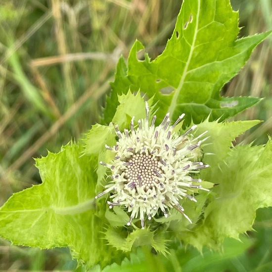 Cirsium oleraceum: Plant in habitat Park in the NatureSpots App