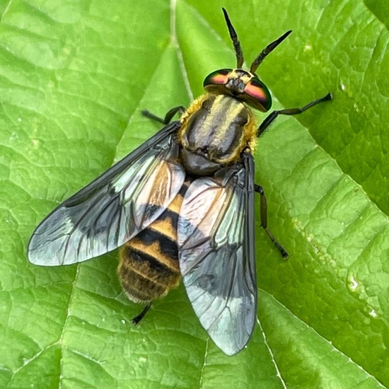 Bremsen: Tier in der Natur in der NatureSpots App