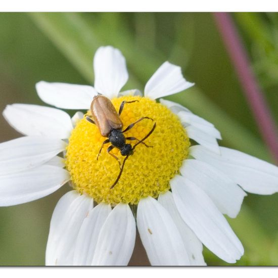 Kleiner Halsbock: Tier im Habitat Naturnahe Wiese in der NatureSpots App