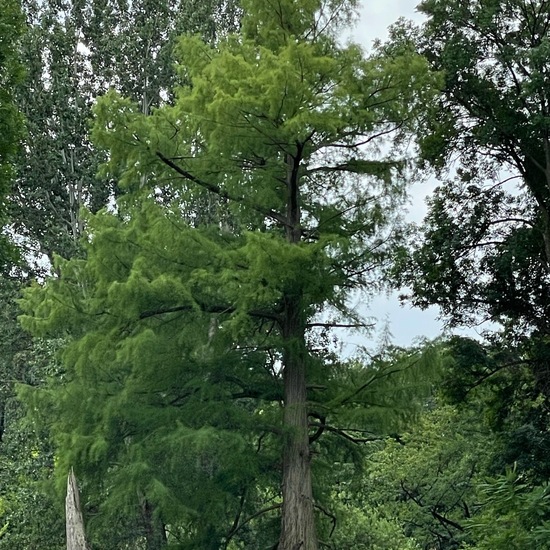 Taxodium distichum: Plant in habitat Park in the NatureSpots App