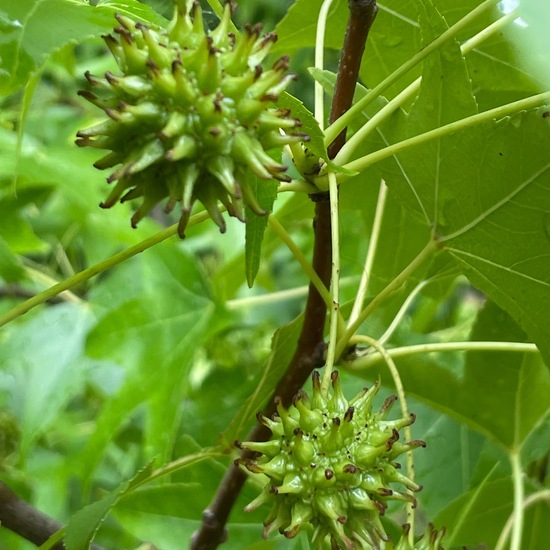 Liquidambar styraciflua: Plant in habitat Park in the NatureSpots App