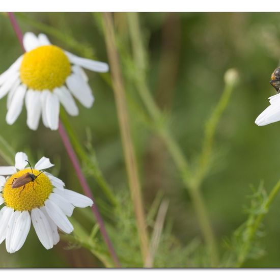 Kleiner Halsbock: Tier im Habitat Naturnahe Wiese in der NatureSpots App