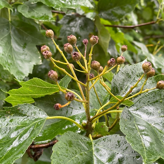 Elsbeere: Pflanze im Habitat Garten in der NatureSpots App