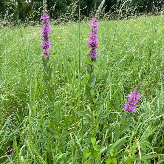 Lythrum salicaria: Plant in habitat Park in the NatureSpots App