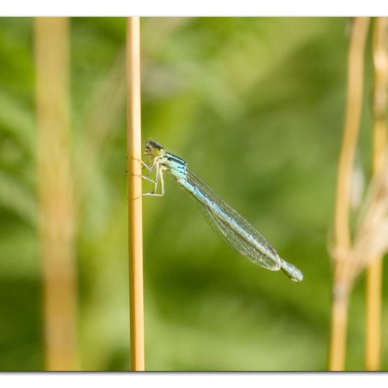 Dainty Damselfly: Animal in habitat Pond in the NatureSpots App