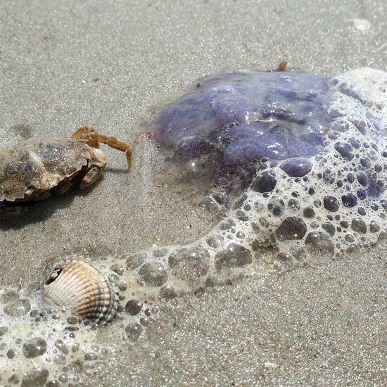 Gemeine Strandkrabbe: Tier im Habitat Sandküste in der NatureSpots App