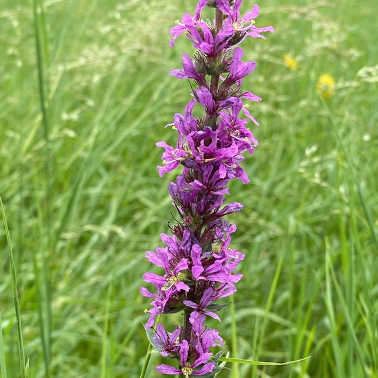 Lythrum salicaria: Plant in habitat Park in the NatureSpots App