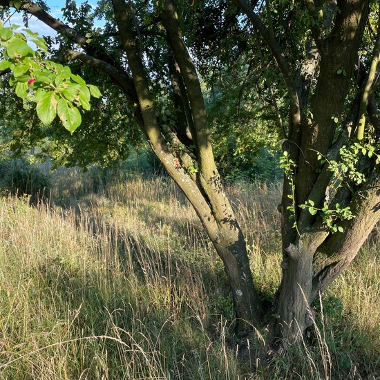 Prunus domestica subsp. insititia: Plant in habitat Grassland in the NatureSpots App