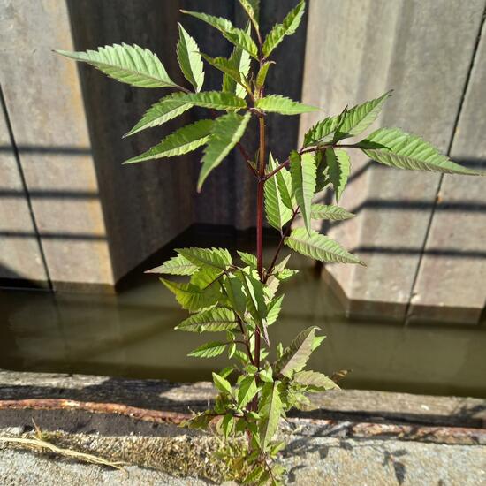 Bidens frondosa: Plant in habitat City or Urban habitat in the NatureSpots App