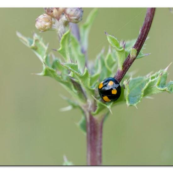 Asiatischer Marienkäfer: Tier im Habitat Naturnahe Wiese in der NatureSpots App