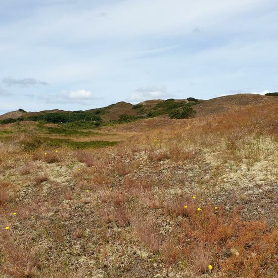 Landscape: Dune and Desert in habitat Dune in the NatureSpots App