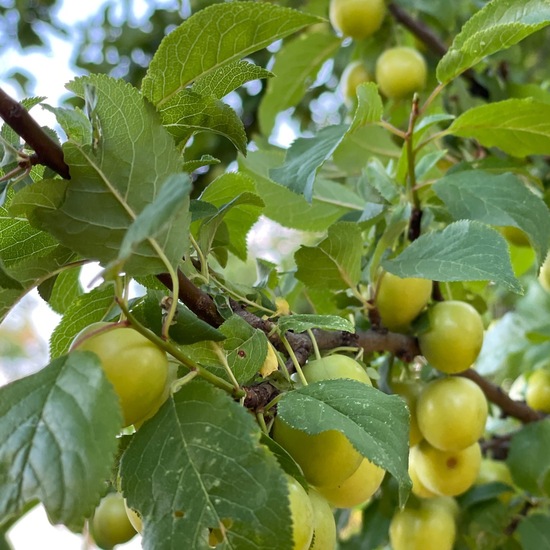 Prunus domestica subsp. insititia: Plant in habitat Grassland in the NatureSpots App