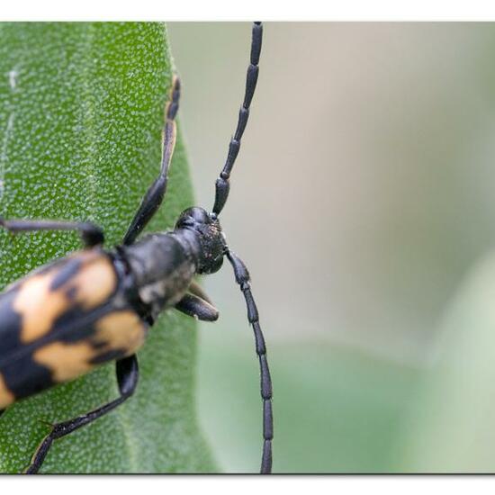 Leptura quadrifasciata: Animal in habitat Garden in the NatureSpots App