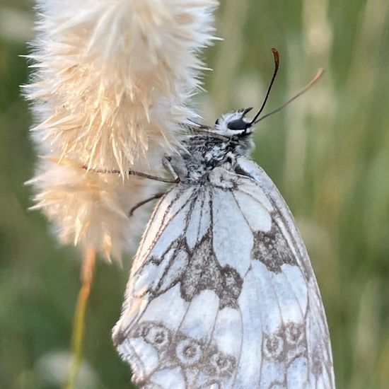 Melanargia galathea: Animal in habitat Natural Meadow in the NatureSpots App