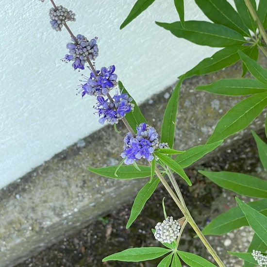 Vitex agnus-castus: Plant in nature in the NatureSpots App