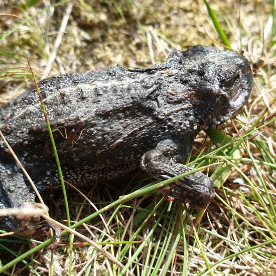 Natterjack Toad: Animal in habitat Dune in the NatureSpots App