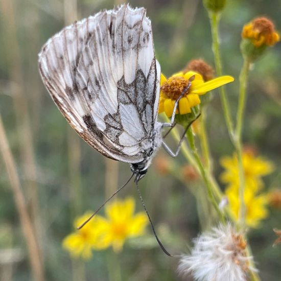 Melanargia galathea: Animal in habitat Natural Meadow in the NatureSpots App