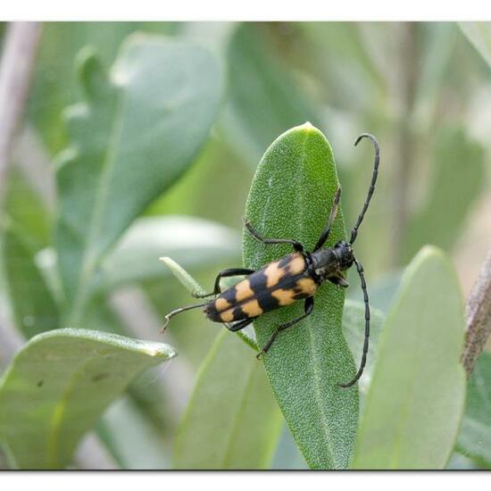 Leptura quadrifasciata: Animal in habitat Garden in the NatureSpots App