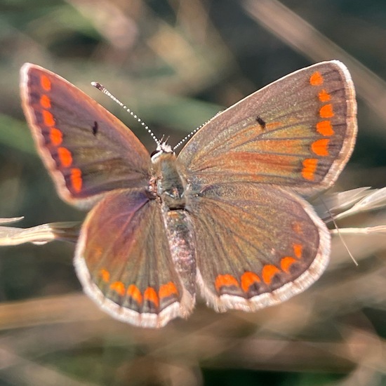 Aricia agestis: Animal in habitat Natural Meadow in the NatureSpots App