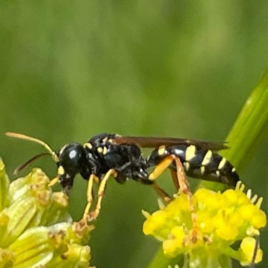 Gorytes: Tier im Habitat Garten in der NatureSpots App