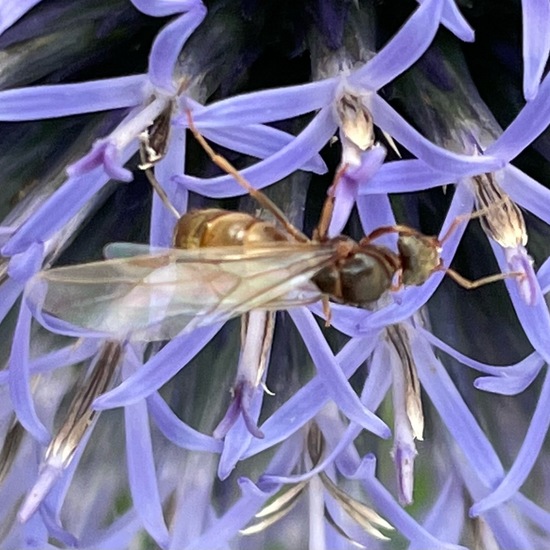 another species: Animal in habitat Flowerbed in the NatureSpots App