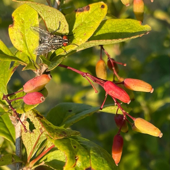 Sarcophagidae: Animal in habitat Shrubland in the NatureSpots App