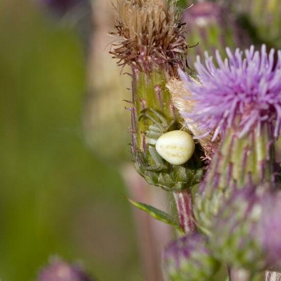 Misumena vatia: Animal in habitat Natural Meadow in the NatureSpots App