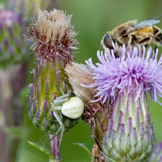 Misumena vatia: Animal in nature in the NatureSpots App