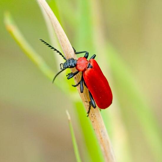 Cardinal beetle: Animal in habitat Semi-natural grassland in the NatureSpots App