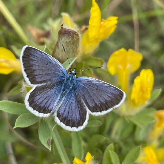 Plebejus arguscalliopisvalesiaca: Animal in habitat Grassland in the NatureSpots App