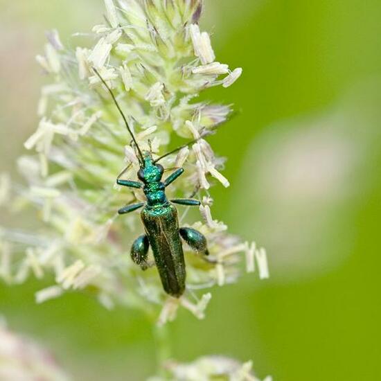 Oedemera nobilis: Animal in habitat Semi-natural grassland in the NatureSpots App