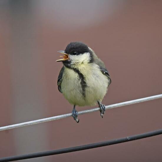 Great Tit: Animal in habitat Garden in the NatureSpots App