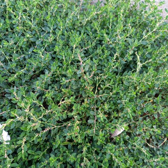 Polygonum aviculare: Plant in habitat City and Urban in the NatureSpots App