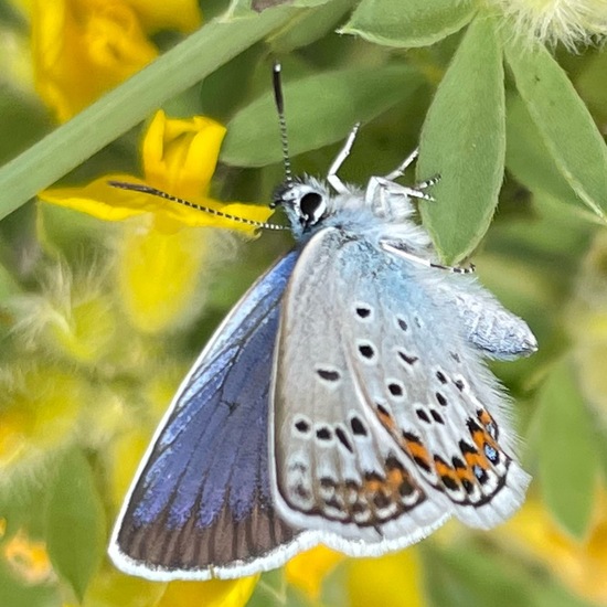 Plebejus arguscalliopisvalesiaca: Animal in habitat Grassland in the NatureSpots App