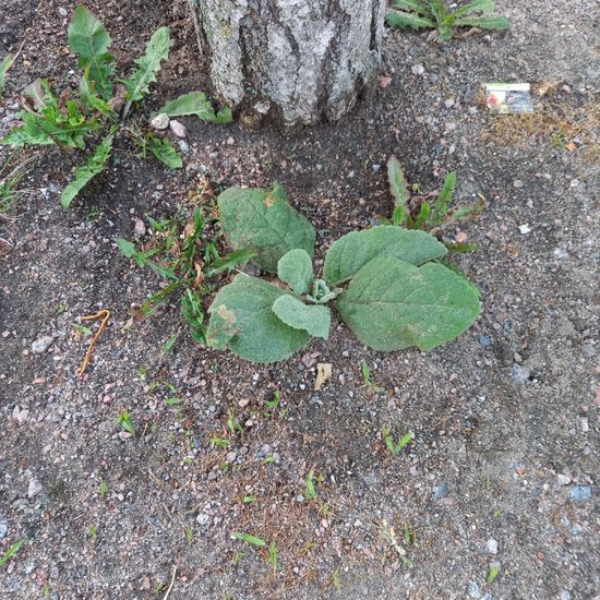 Verbascum: Plant in habitat Sub-urbia in the NatureSpots App