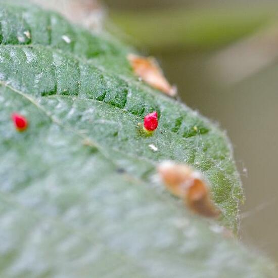 Lindengallmilbe: Tier im Habitat Wald in der NatureSpots App