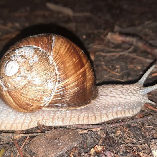 Weinbergschnecke: Tier in der Natur in der NatureSpots App