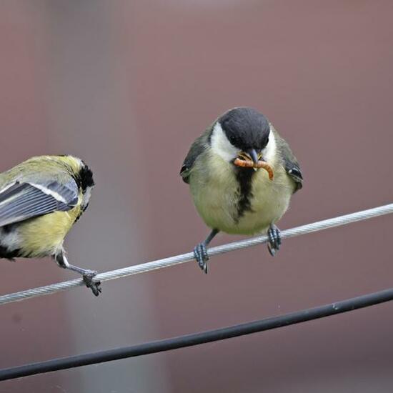 Great Tit: Animal in habitat Garden in the NatureSpots App