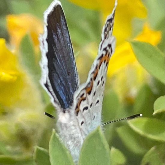 Plebejus arguscalliopisvalesiaca: Animal in habitat Grassland in the NatureSpots App