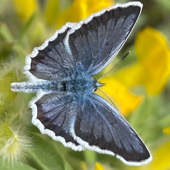 Plebejus arguscalliopisvalesiaca: Animal in habitat Grassland in the NatureSpots App