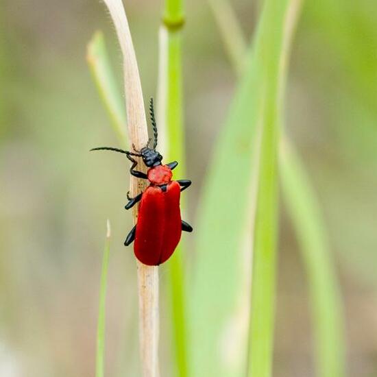 Cardinal beetle: Animal in habitat Semi-natural grassland in the NatureSpots App