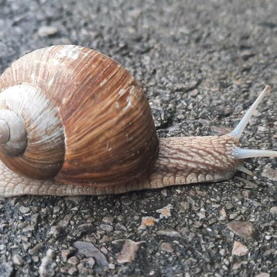 Weinbergschnecke: Tier in der Natur in der NatureSpots App