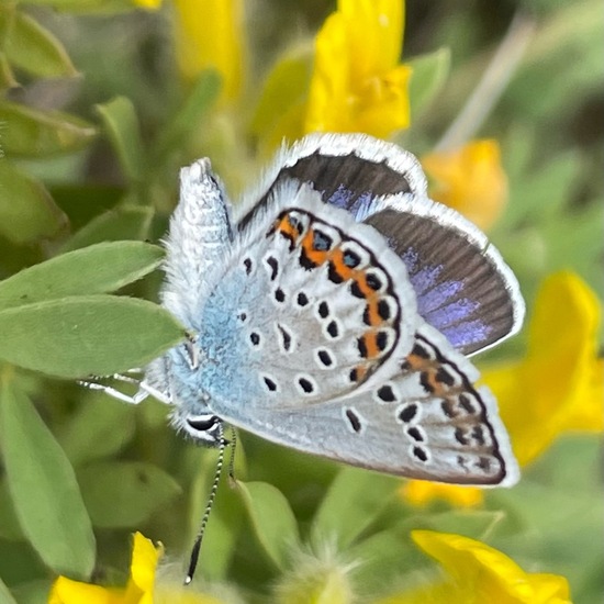 Plebejus arguscalliopisvalesiaca: Animal in habitat Grassland in the NatureSpots App