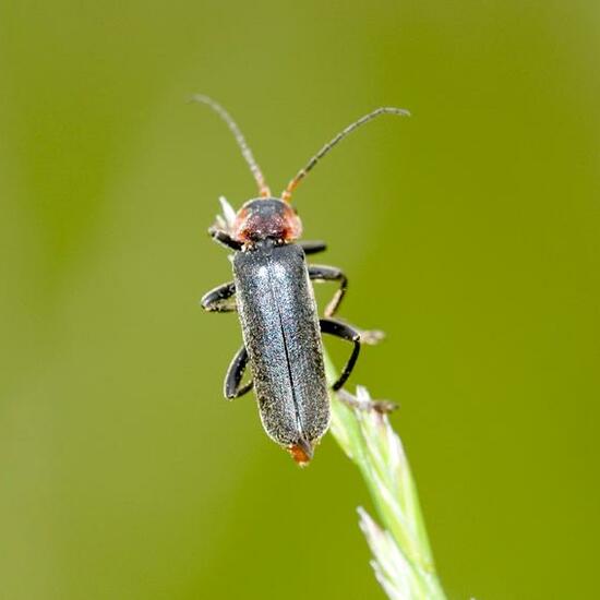 Cantharis fusca: Animal in habitat Semi-natural grassland in the NatureSpots App