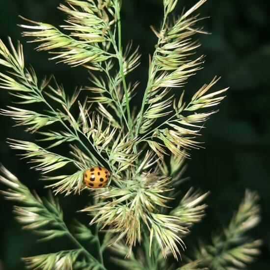 Asiatischer Marienkäfer: Tier in der Natur in der NatureSpots App